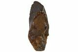 Partial Ceratopsian Tooth - Judith River Formation, Montana #106872-1